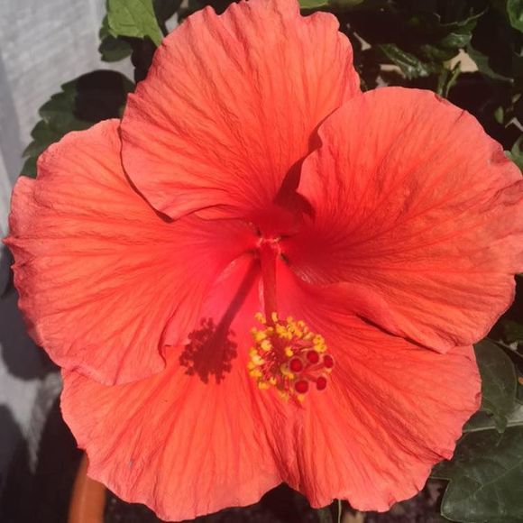 Meet your Posher, Stacy - Picture 1 of 1